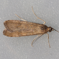 nomophila_noctuella3md