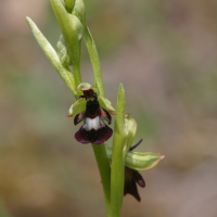 ophrys_insectifera2md