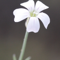 petrorhagia_saxifraga_gasparrinii3md