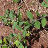 Polygala violacea (Polygale à petites feuilles)
