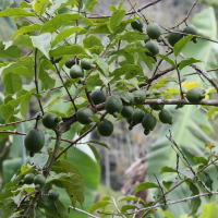 psidium_friedrichsthalianum4md