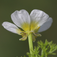 ranunculus_baudotii2bd