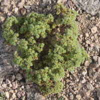 Scleranthus annuus (Scléranthe annuelle)