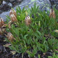 trifolium_alpinum3md (Trifolium alpinum)