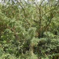 acacia_farnesiana3md (Vachellia farnesiana)