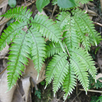 Adiantum latifolium (Adiantum)