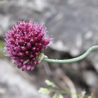 Allium sphaerocephalon (Ail à tête ronde)