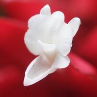 alpinia_purpurata2amd (Alpinia purpurata)