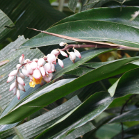 alpinia_zerumbet2md (Alpinia zerumbet)