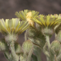 andryala_integrifolia4md (Andryala integrifolia)