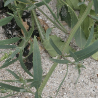 atriplex_patula2md