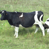 Bos taurus (1) (Vache race Bretonne Pie-noire)