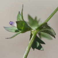 campanula_erinus3md (Campanula erinus)