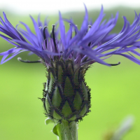 centaurea_montana3md (Centaurea montana)