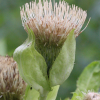 cirsium_oleraceum6md (Cirsium oleraceum)