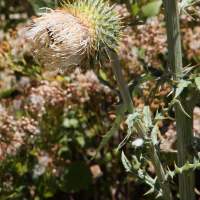 cirsium_subcoriaceum2md (Cirsium subcoriaceum)