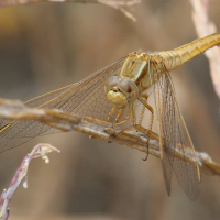 crocothemis_erythraea7bd (Crocothemis erythraea)