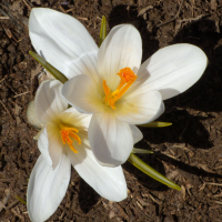 crocus_vernus5gv (Crocus vernus)