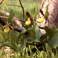 cypripedium_calceolus1mcf (Cypripedium calceolus)