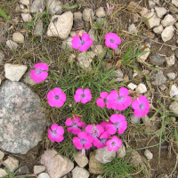 dianthus_deltoides4md