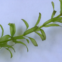 egeria_densa2md (Egeria densa)