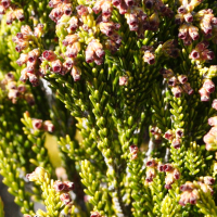 erica_reunionensis3md (Erica reunionensis)