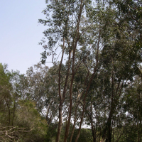eucalyptus_polyanthemos2md