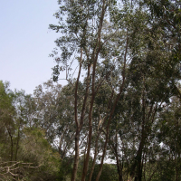 eucalyptus_polyanthemos2md (Eucalyptus polyanthemos)