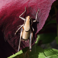 eupholidoptera_smyrnensis3bd (Eupholidoptera smyrnensis)