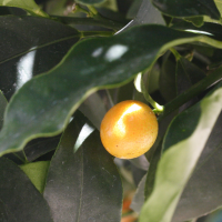 Fortunella margarita (Kumquat)