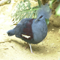 Goura cristata (Pigeon couronné)