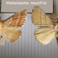Malacosoma neustria (Livrée, Bombyx à livrée)