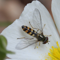 Meliscaeva auricollis (Syrphe)