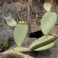 Opuntia leucotricha (Cactus, Figuier de Barbarie)