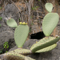 opuntia_leucotricha1md