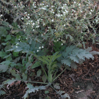 parthenium_hysterophorus6md