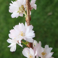 prunus_x_subhirtella2md