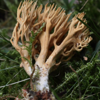 ramaria_cf_eumorpha2bd