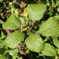 rubus_aggr_fruticosus3md (Rubus fruticosus (aggrégat))