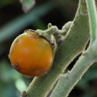 solanum_quitoense2md (Solanum quitoense)