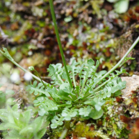 Teesdalia coronopifolia (Téesdalie corne-de-cerf)