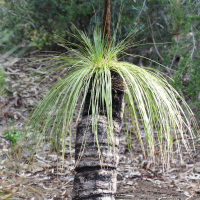 xanthorrhoea_pressii2md