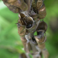 aconitum_napellus4md (Aconitum napellus vulgare)