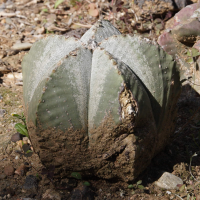 astrophytum_myriostigma3md (Astrophytum myriostigma)