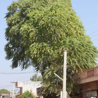 azadirachta_indica7md (Azadirachta indica)