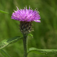 centaurea_jacea_grandiflora3md (Centaurea decipiens)