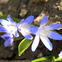 Chionodoxa forbesii (Gloire des neiges, Chionodoxa)