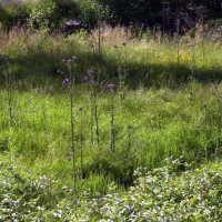 Cirsium palustre (Cirse des marais)