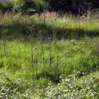 cirsium_palustre1md (Cirsium palustre)