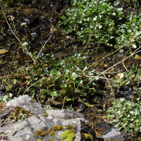 Cochlearia pyrenaica (Cranson des Pyrénées, Cochléaire des Pyrénées)